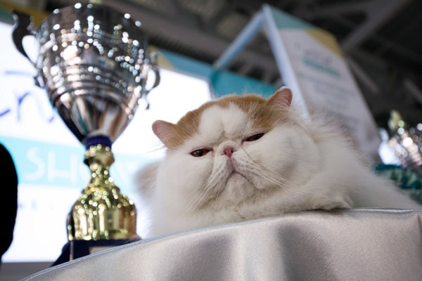 Мультисистемная онлайн-выставка кошек Summer Cat Show