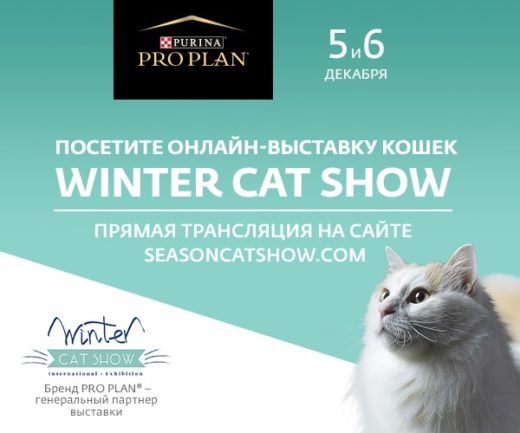 5 и 6 декабря 2020 года в Москве состоится вторая международная выставка кошек Winter Cat Show