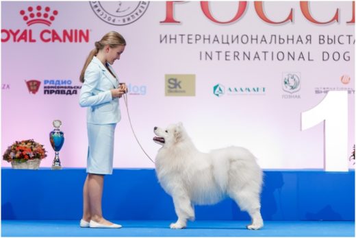 РКФ приглашает на выставку собак "ЕВРАЗИЯ 2022"